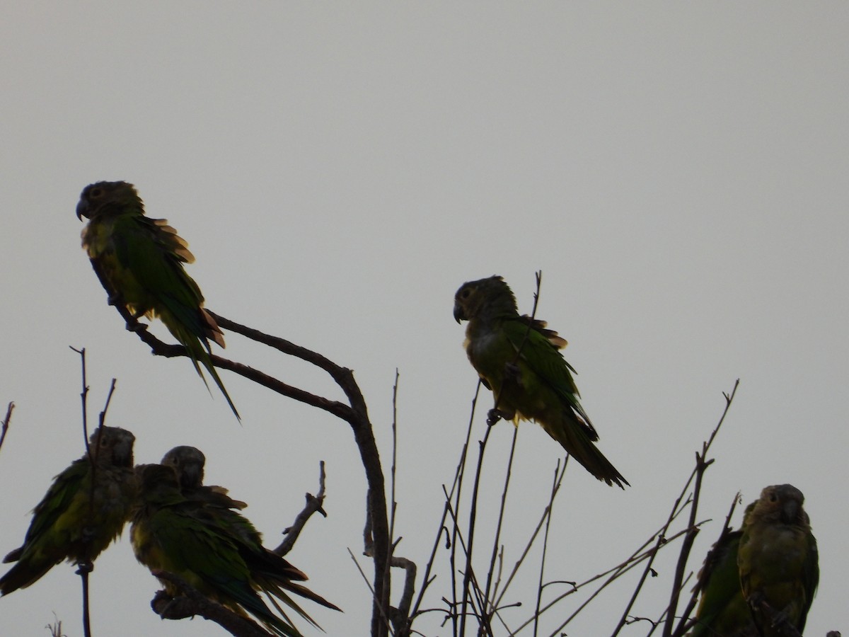 Brown-throated Parakeet - ML621115968