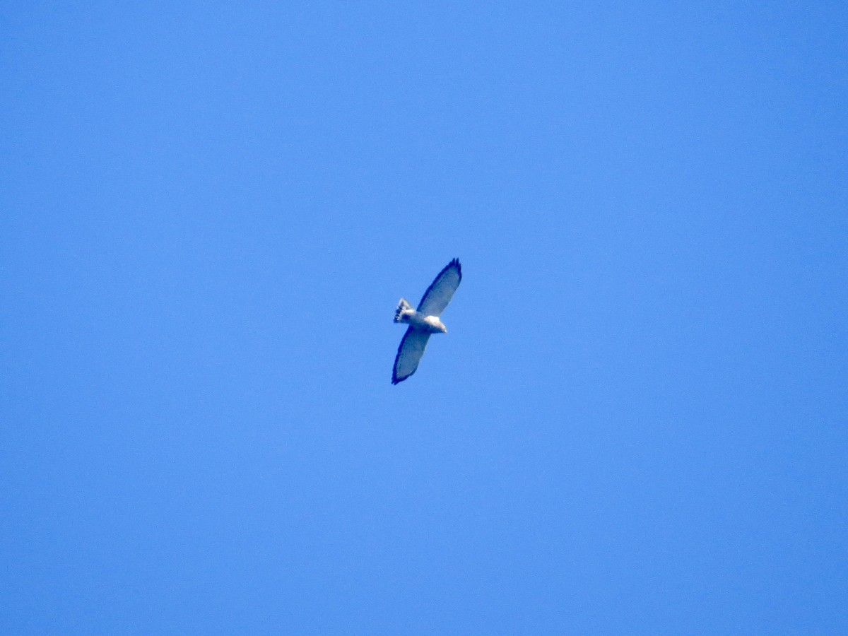 Broad-winged Hawk - ML621115979