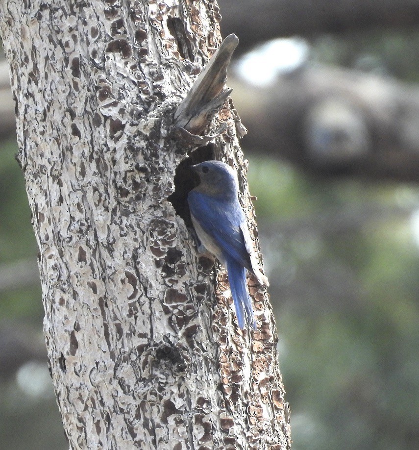 Eastern Bluebird (Mexican) - ML621115988