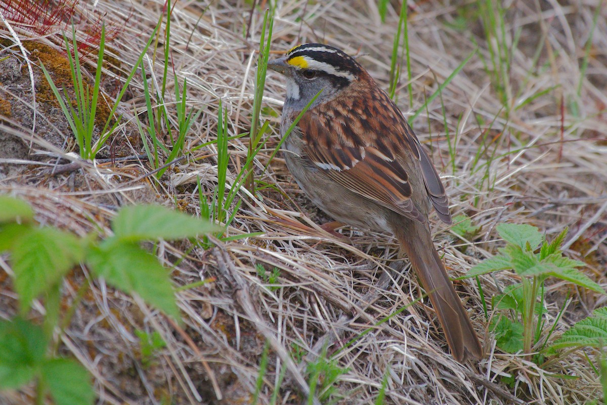 White-throated Sparrow - ML621115999