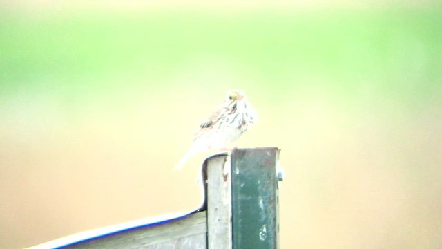 Savannah Sparrow - ML621116004