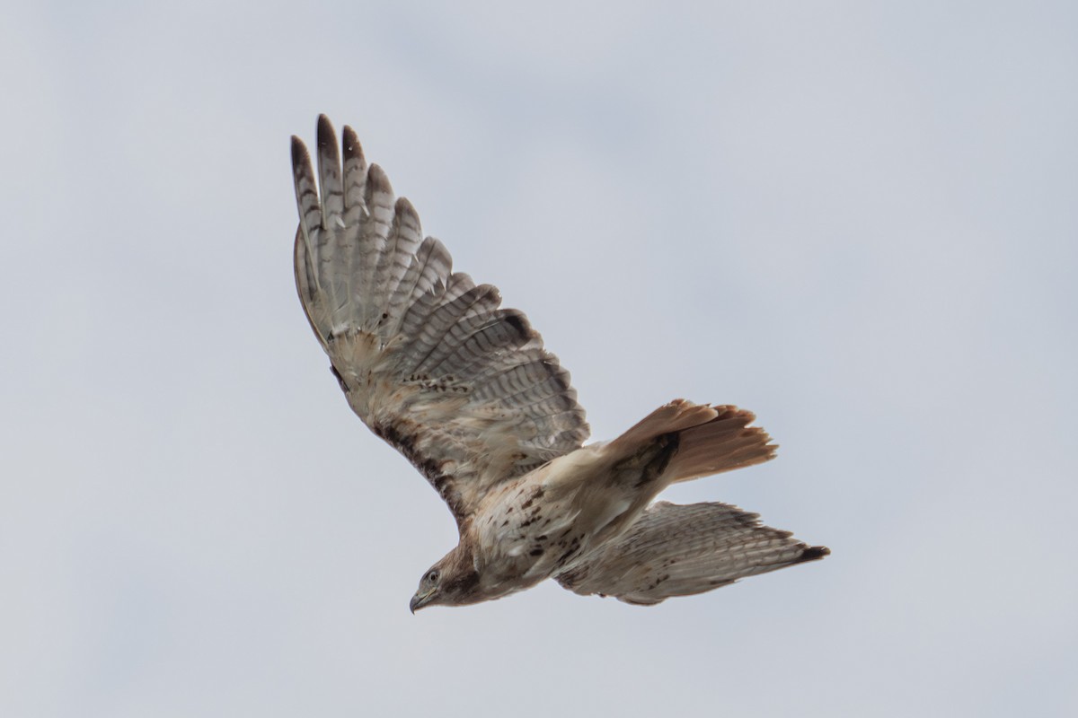 Red-tailed Hawk - ML621116021