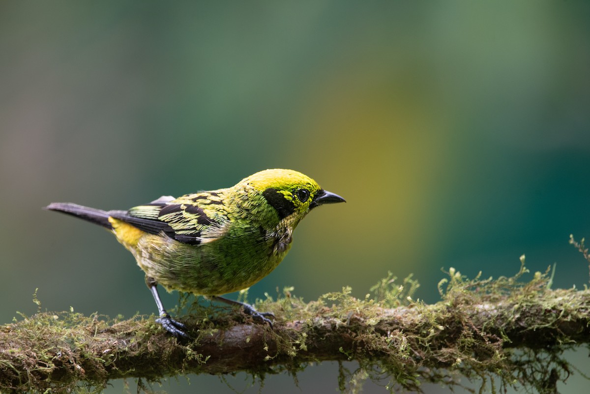 Emerald Tanager - ML621116031