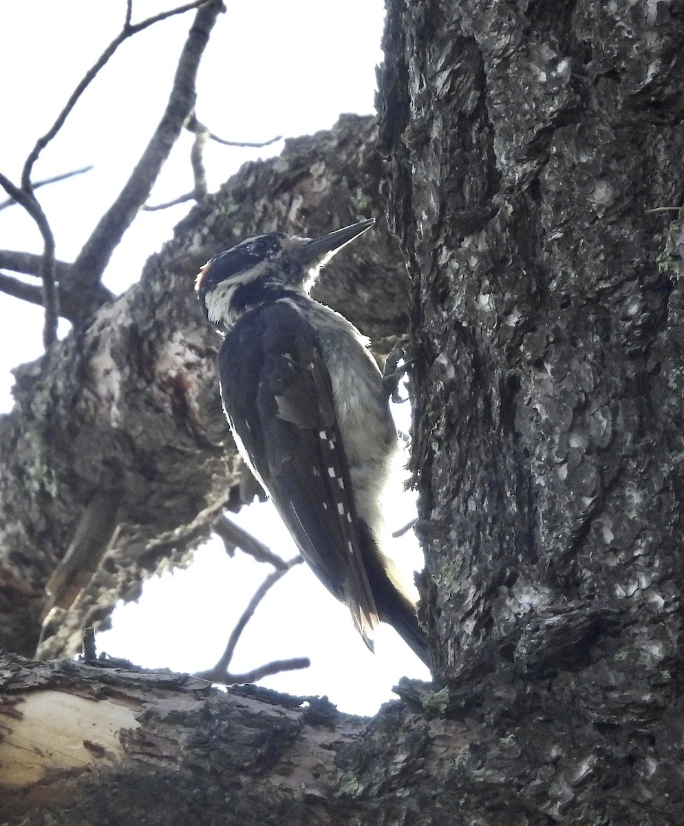 Hairy Woodpecker (Rocky Mts.) - ML621116070
