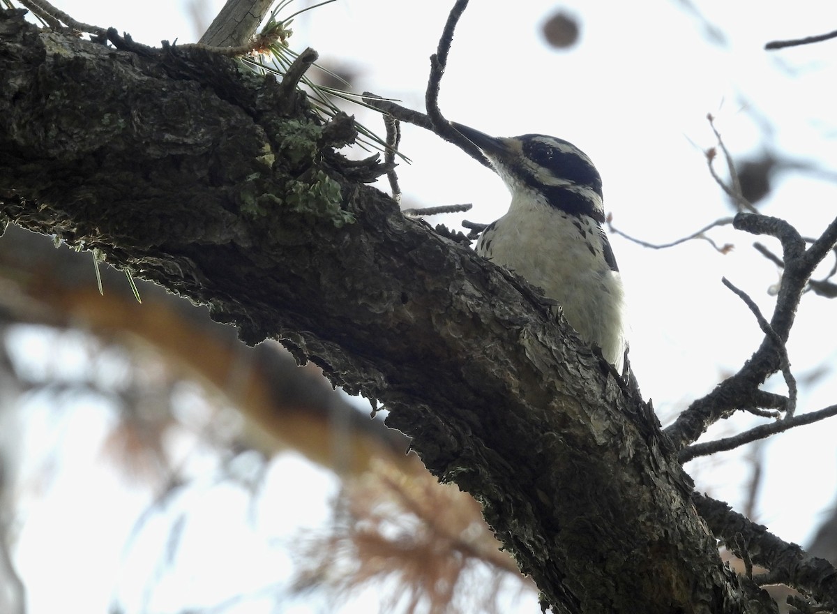 Hairy Woodpecker (Rocky Mts.) - ML621116071