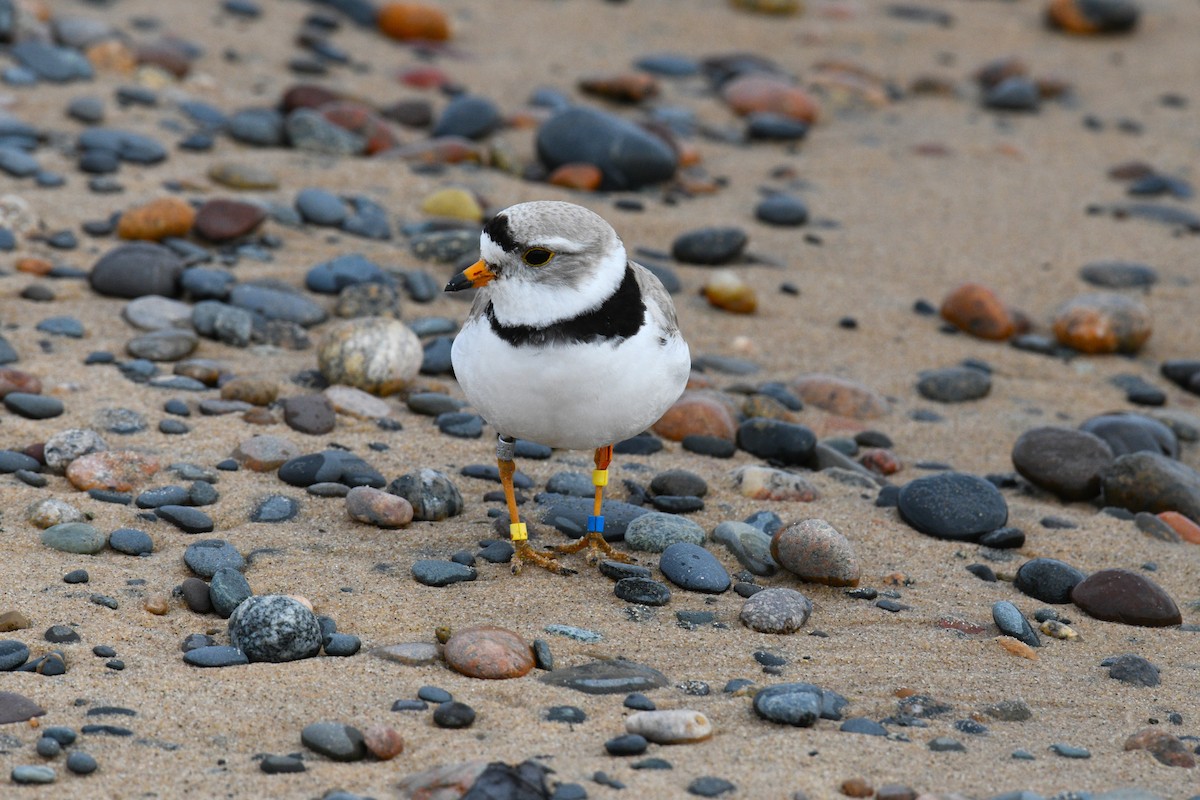 Piping Plover - ML621116078