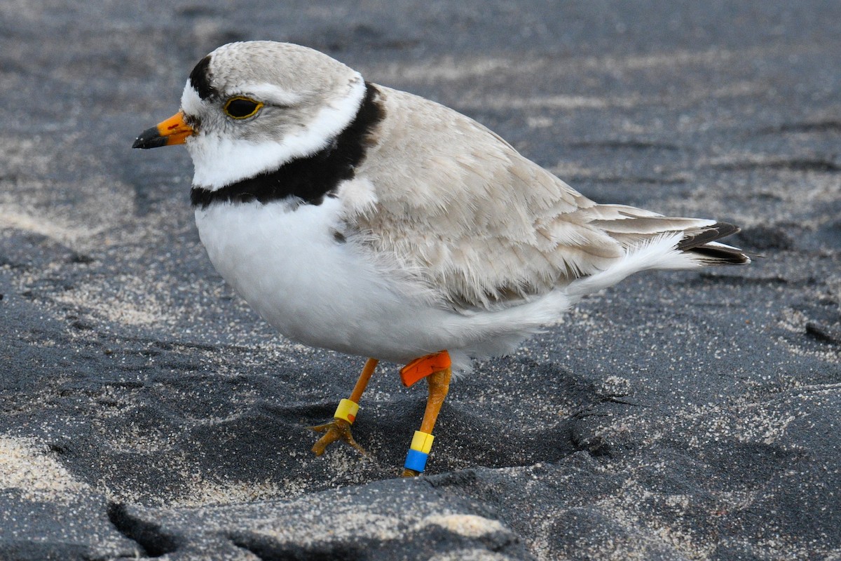 Piping Plover - ML621116079