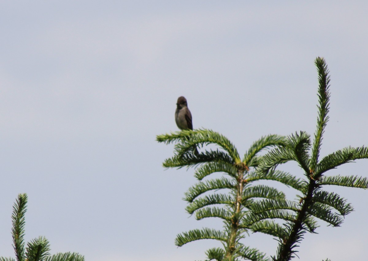 Western Wood-Pewee - ML621116120