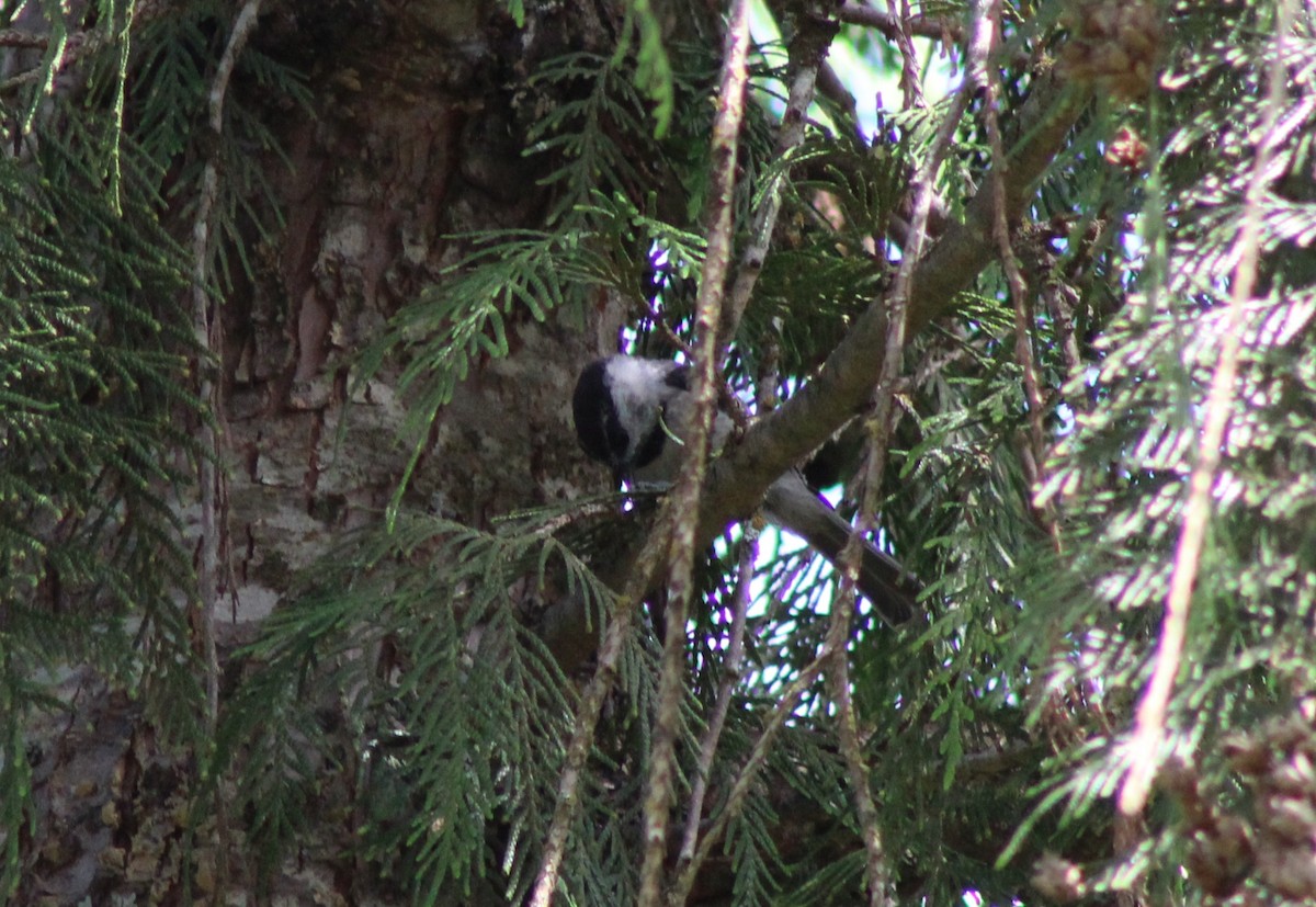 Black-capped Chickadee - ML621116131