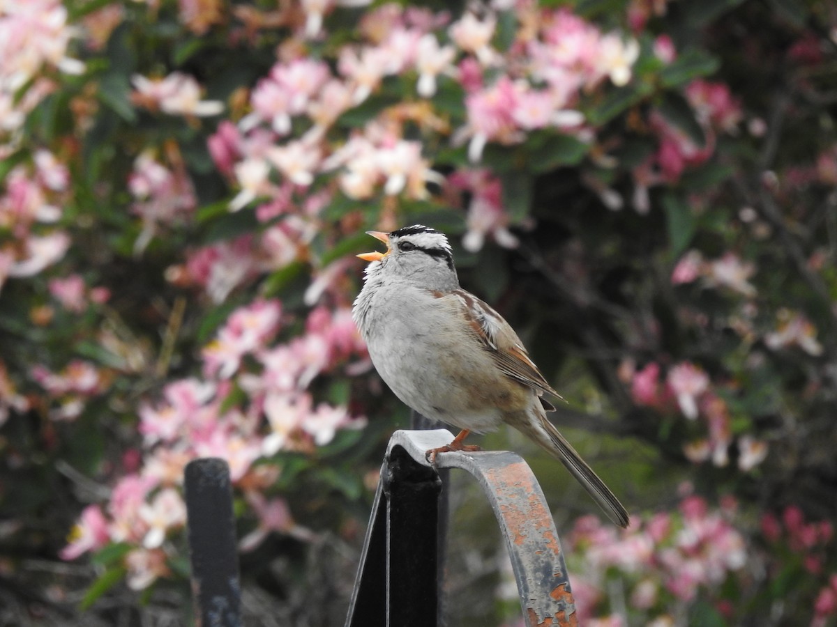 White-crowned Sparrow - ML621116135