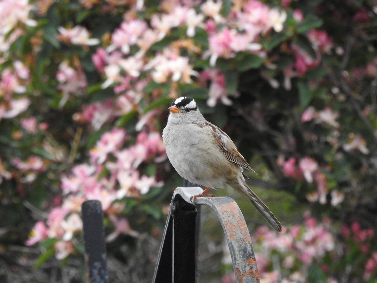 White-crowned Sparrow - ML621116136