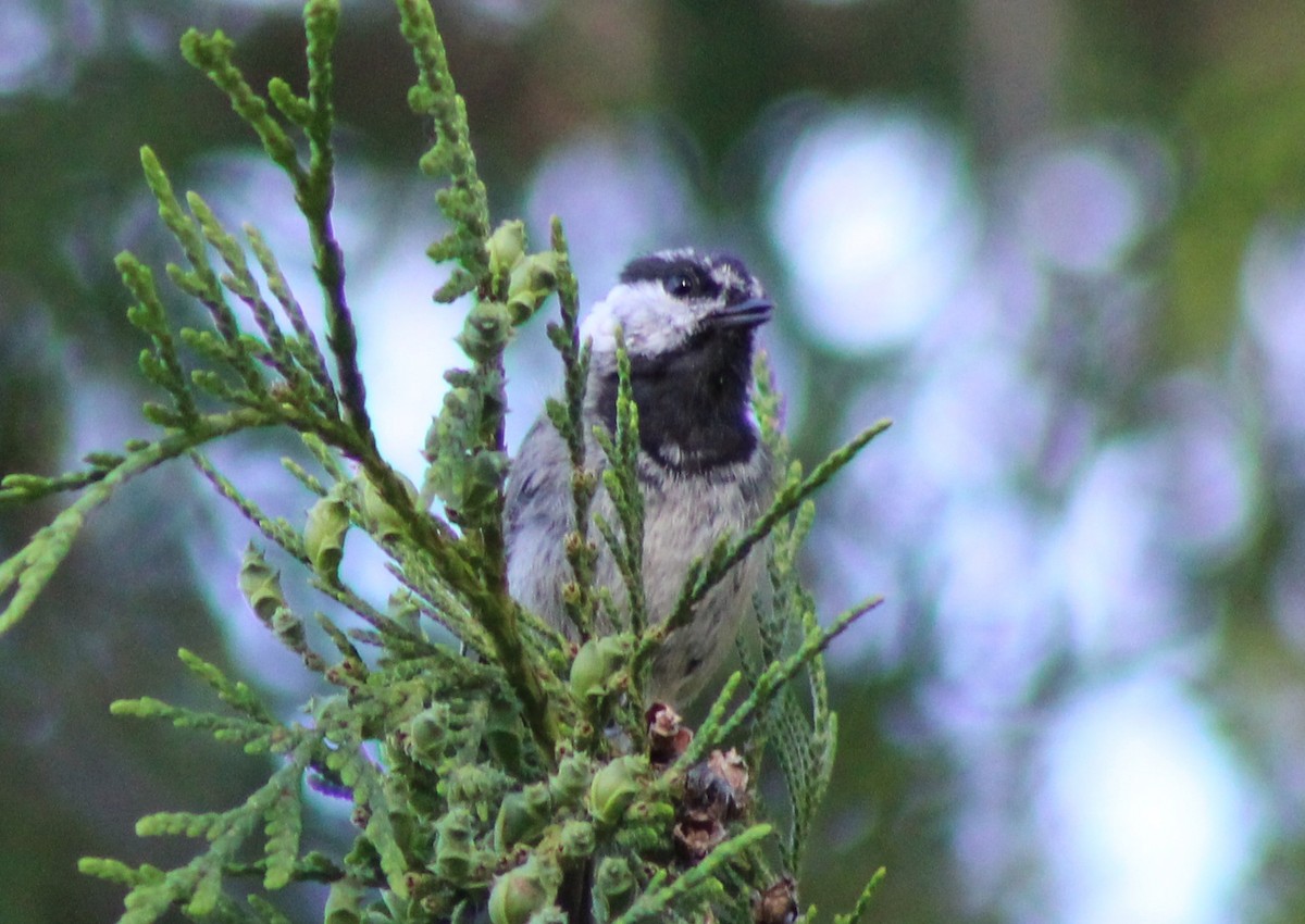 Mountain Chickadee - ML621116165