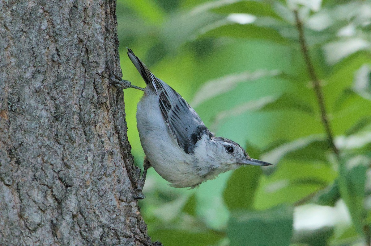 White-breasted Nuthatch - ML621116196