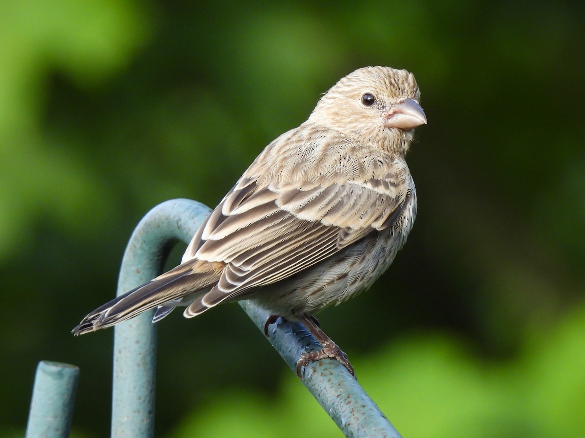 House Finch - ML621116197