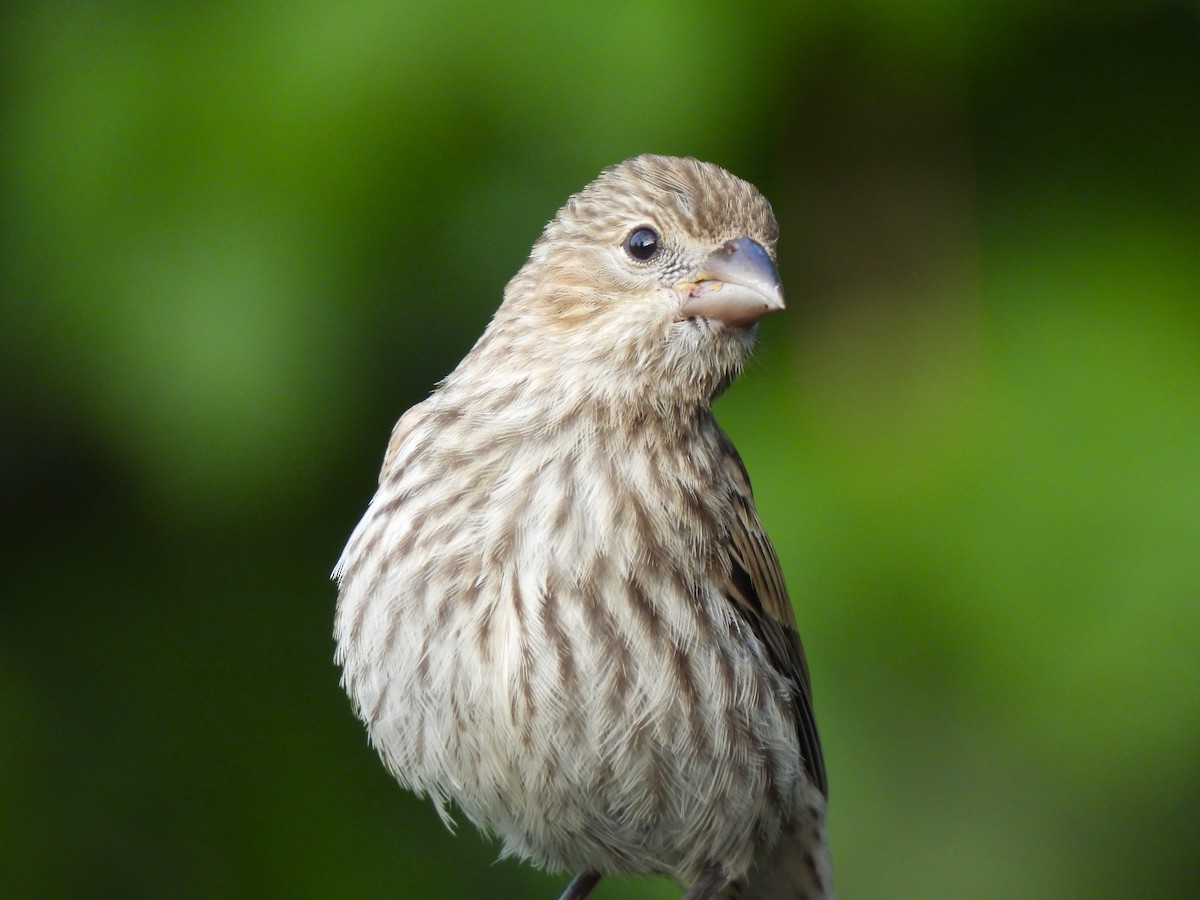 House Finch - ML621116198