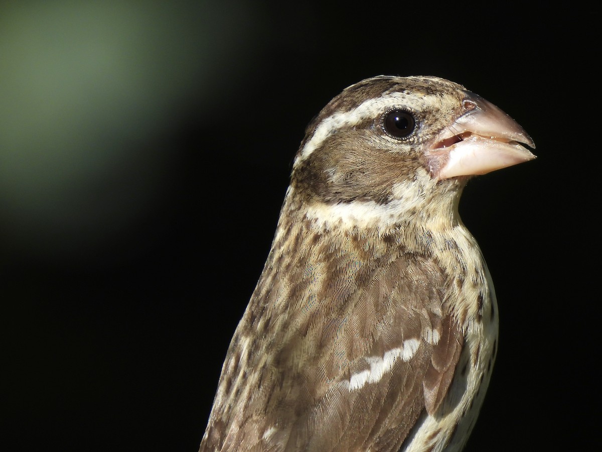 Rose-breasted Grosbeak - ML621116215