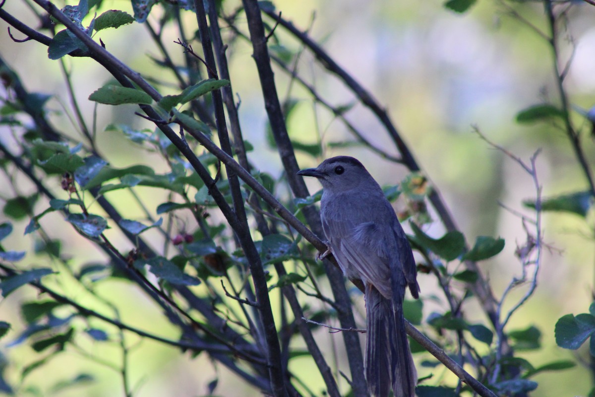 Gray Catbird - ML621116225