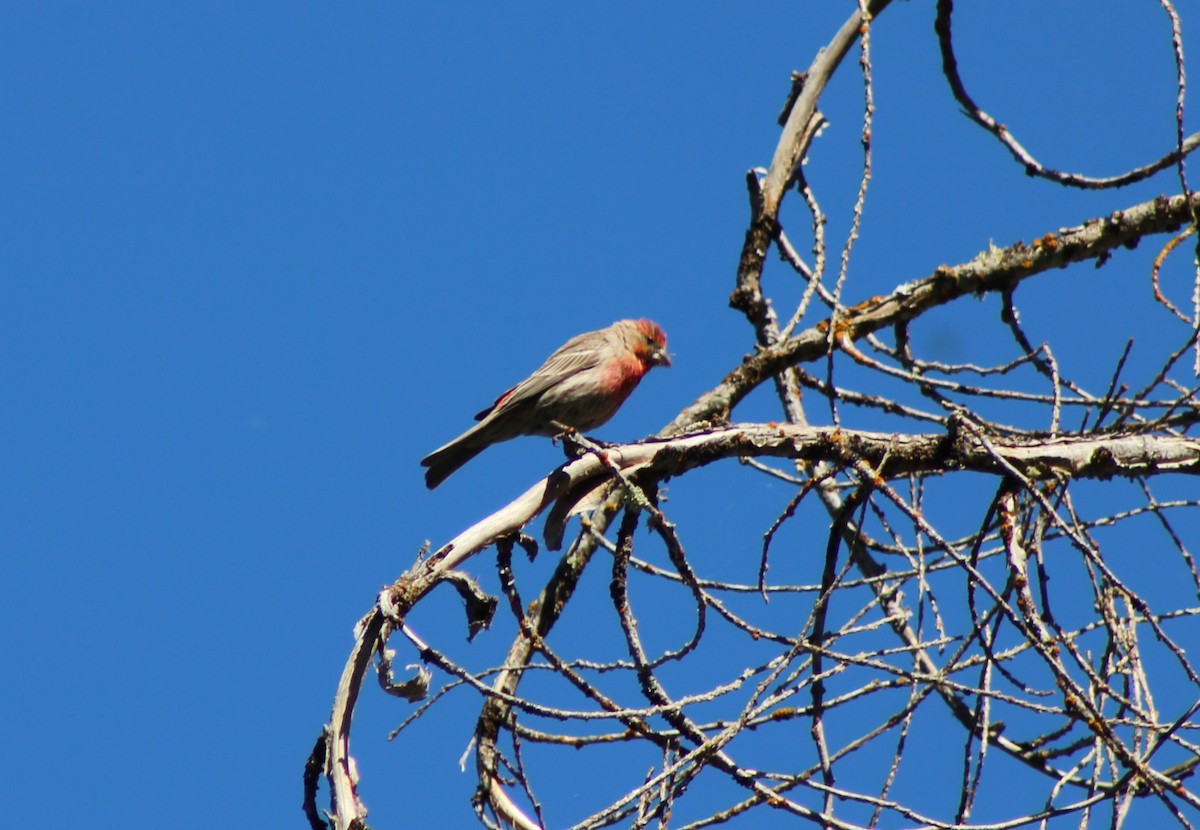 House Finch - ML621116242