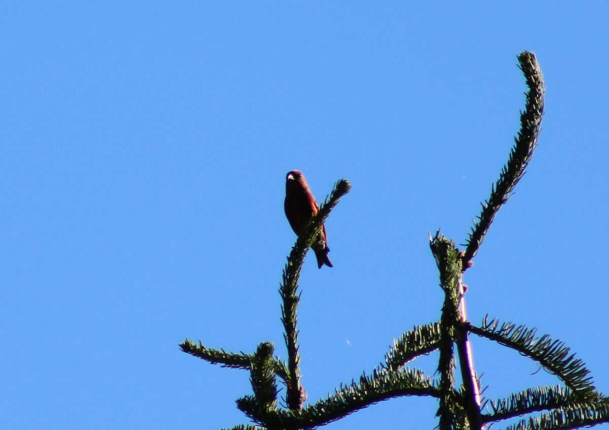 Red Crossbill - ML621116254