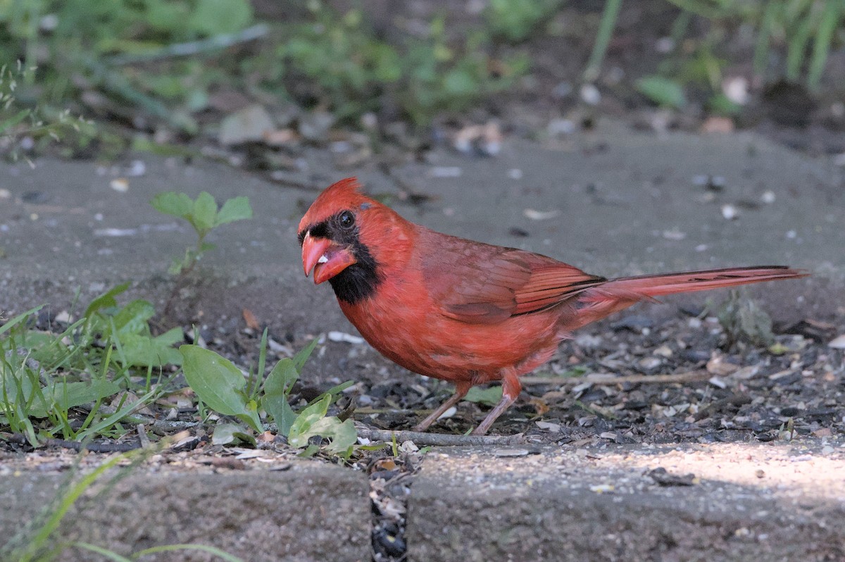 Cardinal rouge - ML621116271