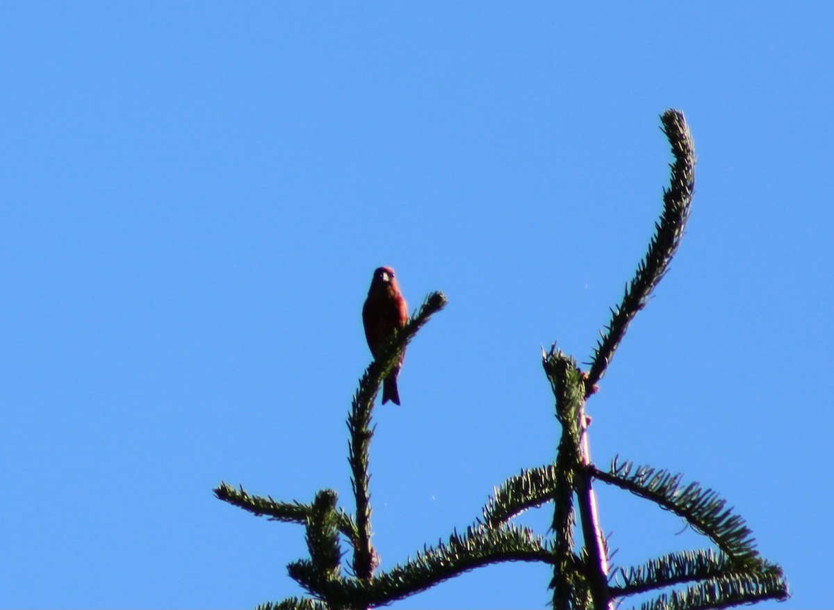 Red Crossbill - Anonymous