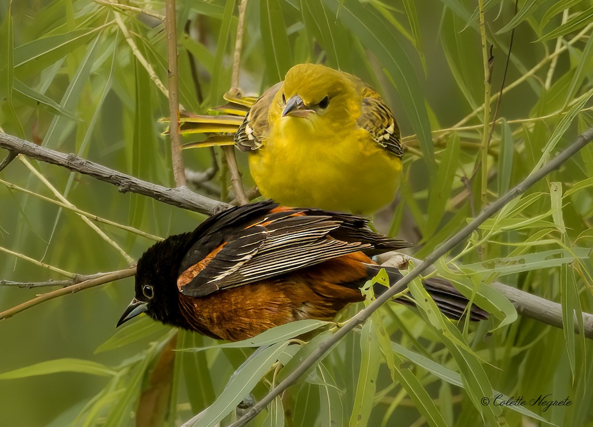 Orchard Oriole - ML621116317