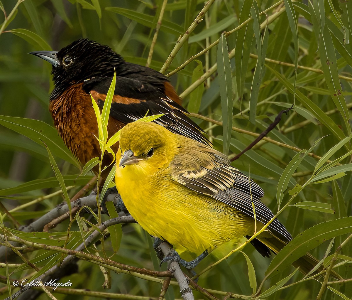 Orchard Oriole - ML621116320