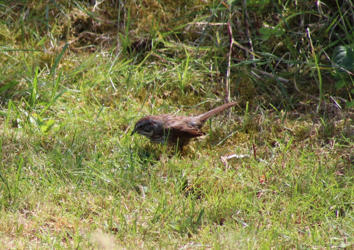 Song Sparrow - ML621116343