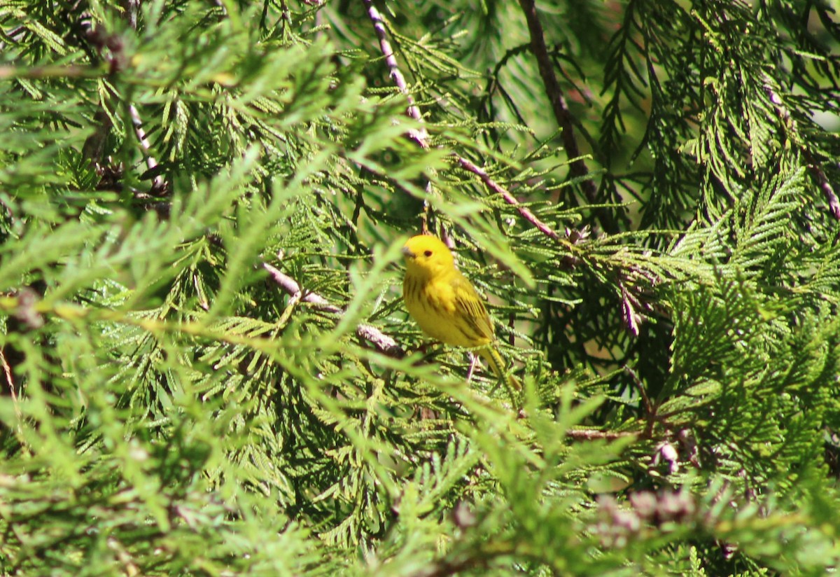 Paruline jaune - ML621116348