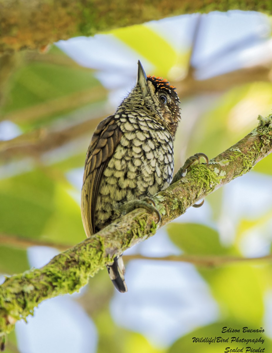 Scaled Piculet - ML621116349