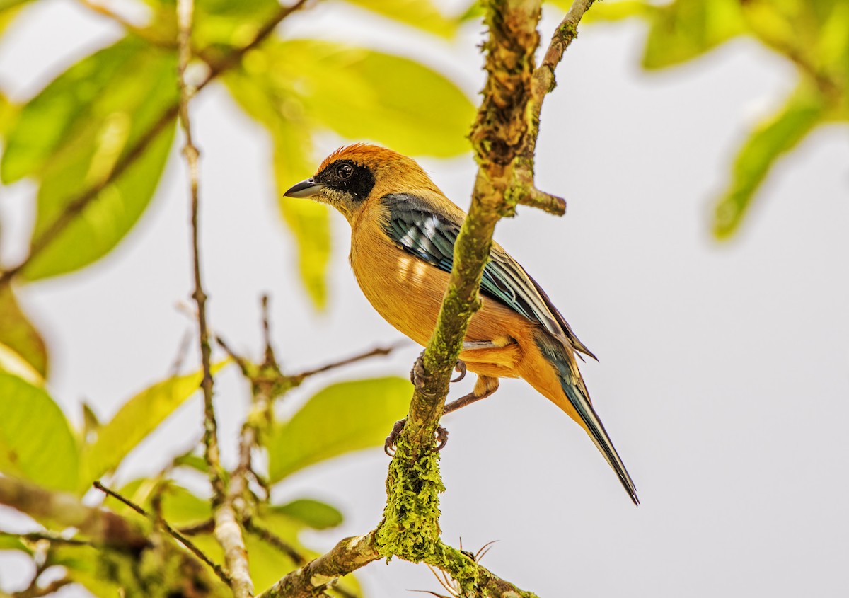 Burnished-buff Tanager - ML621116381