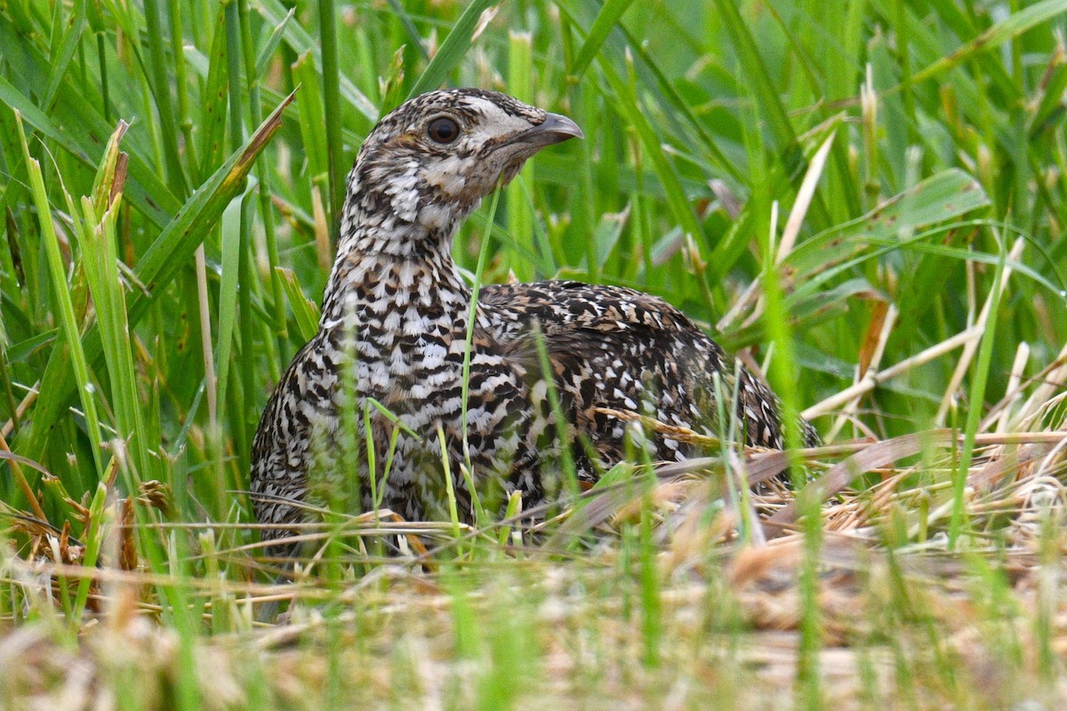 Sharp-tailed Grouse - ML621116401