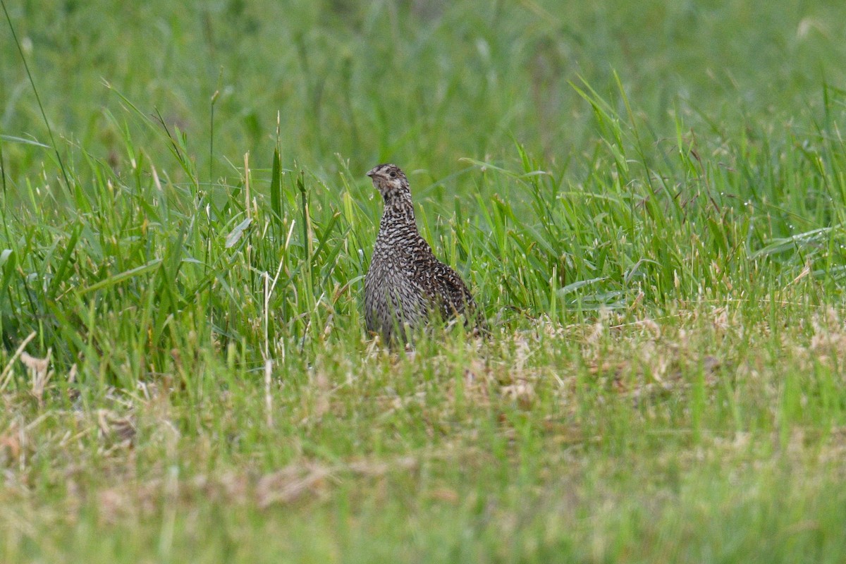 Sharp-tailed Grouse - ML621116402