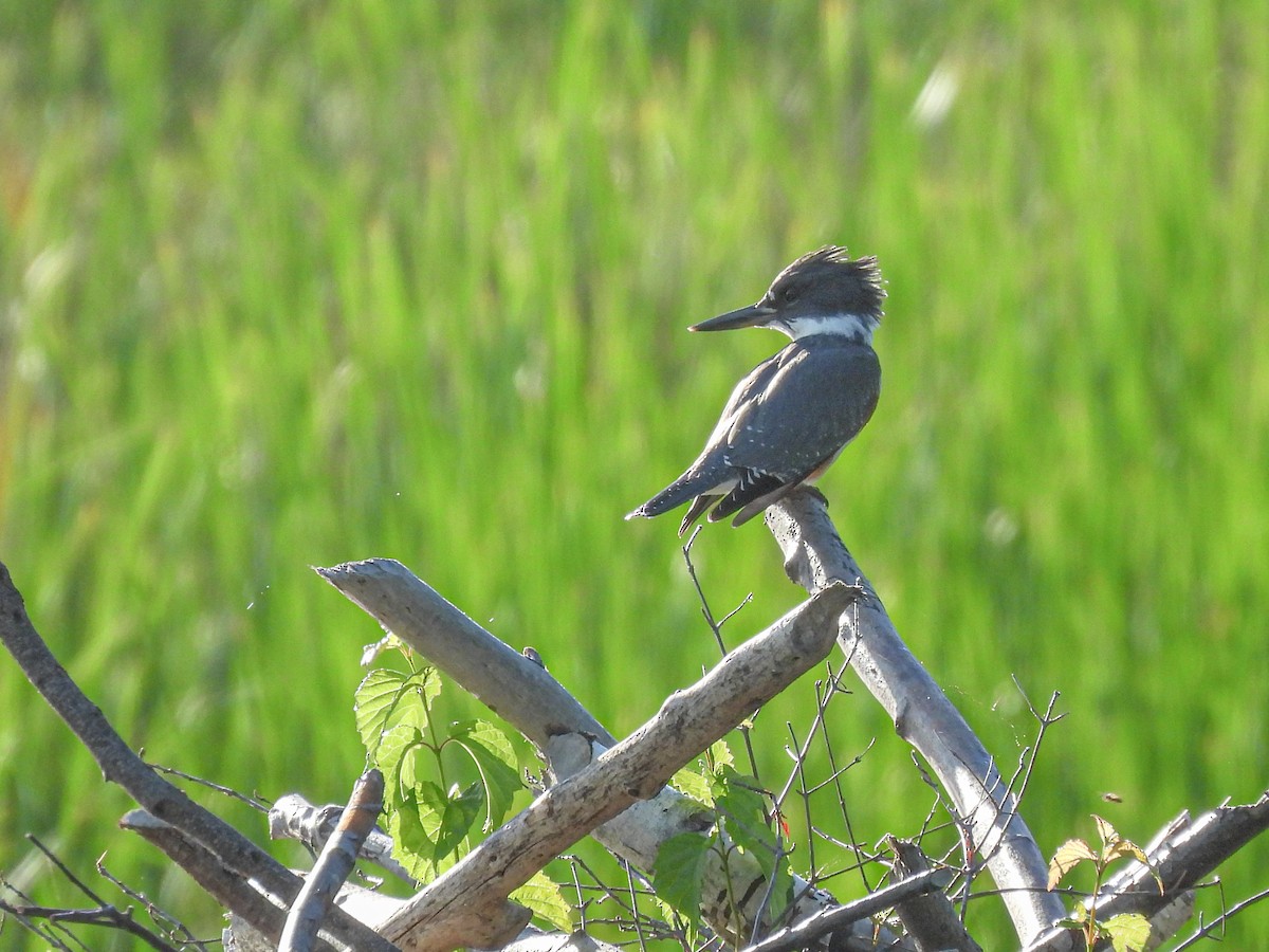 Belted Kingfisher - ML621116447