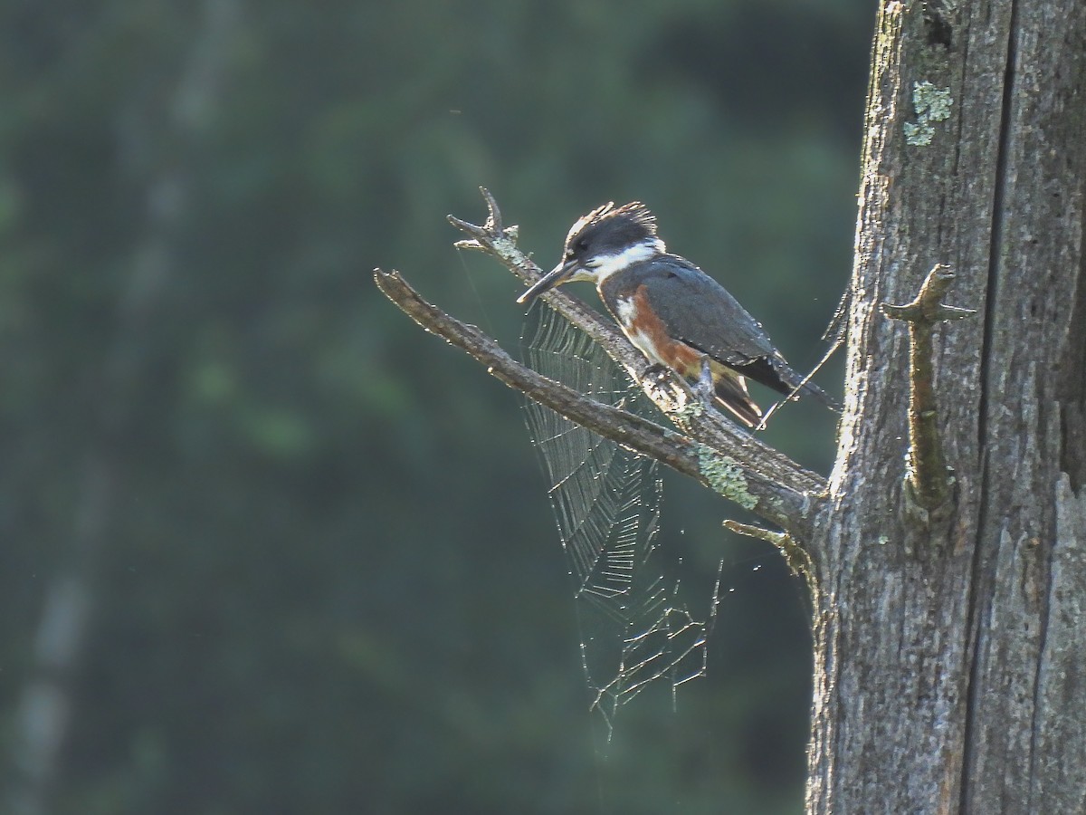 Belted Kingfisher - ML621116448