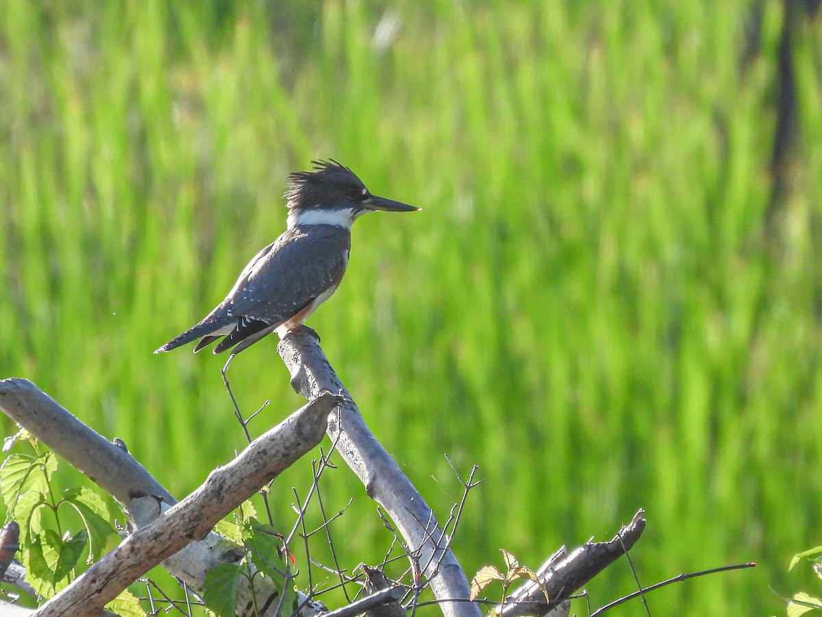 Belted Kingfisher - ML621116449