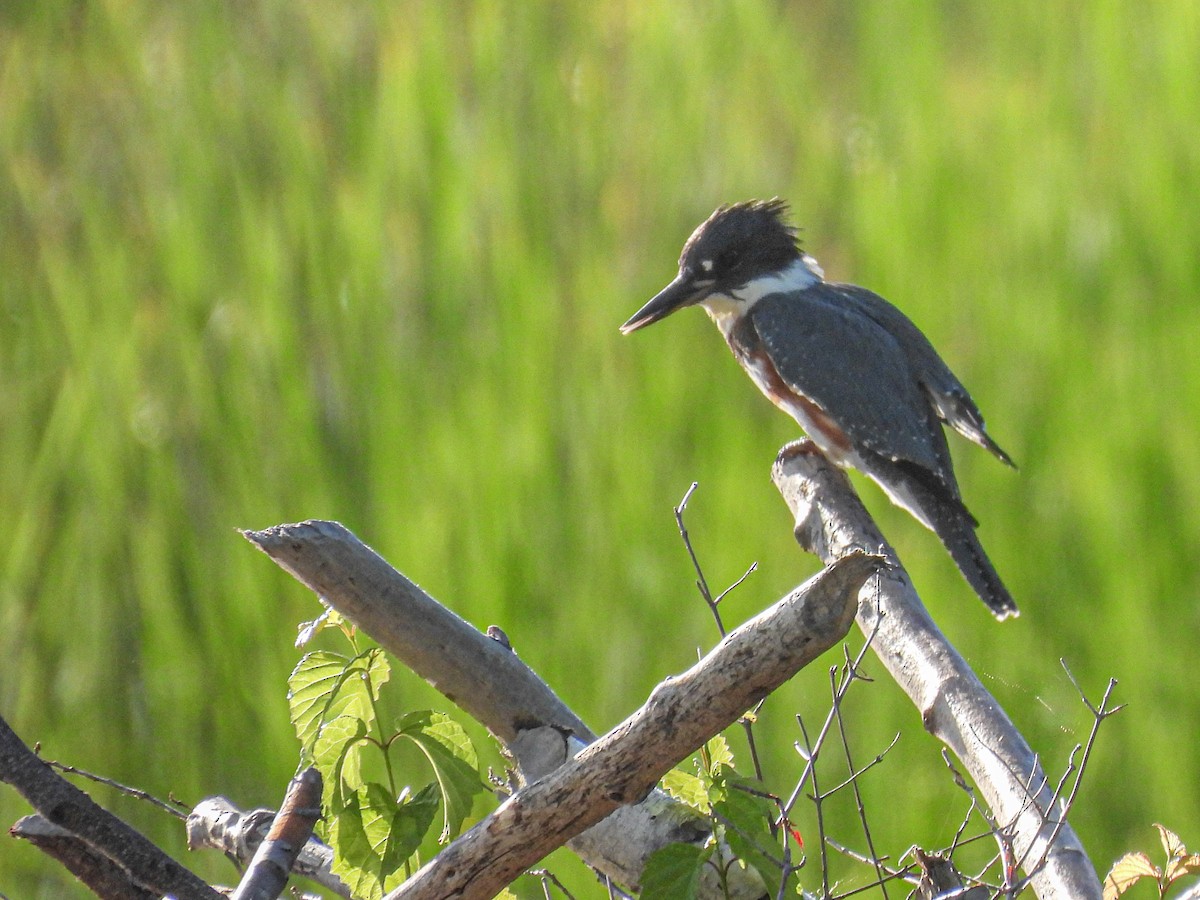 Belted Kingfisher - ML621116450