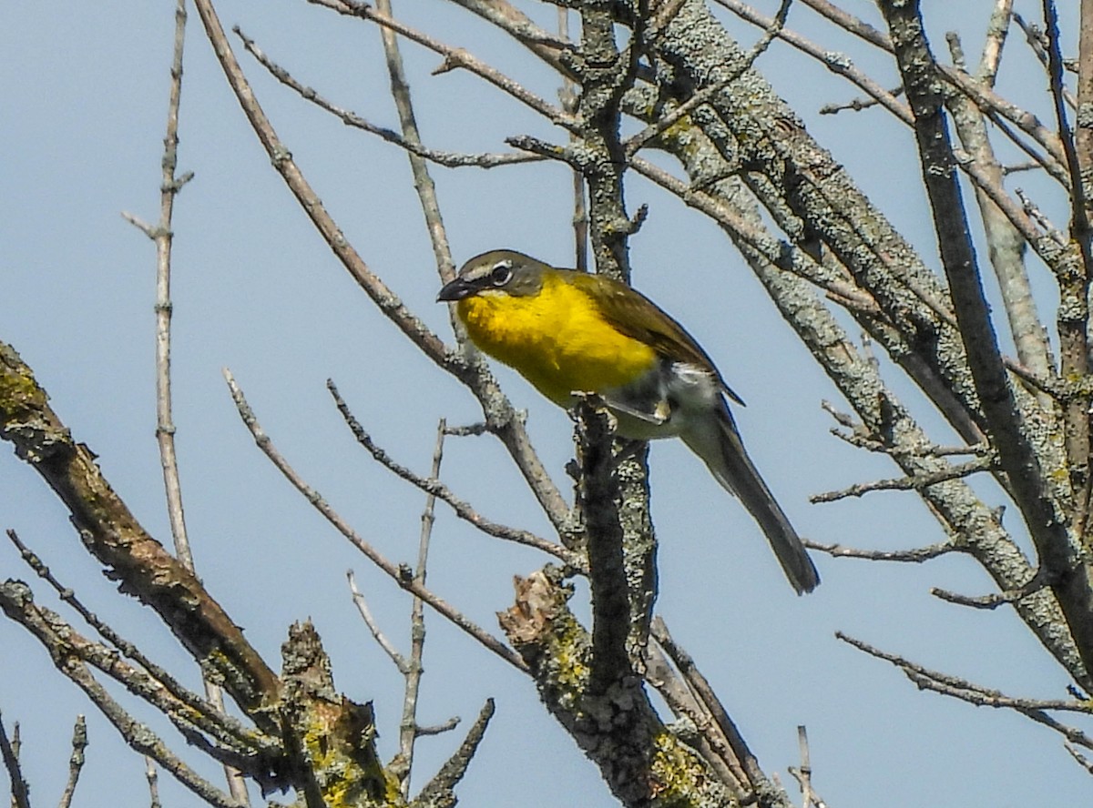 Yellow-breasted Chat - ML621116459