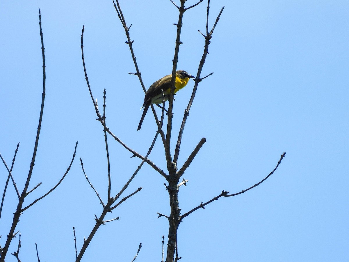 Yellow-breasted Chat - Susan Brauning