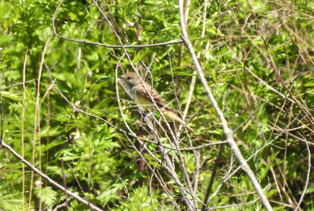 Great Crested Flycatcher - ML621116522