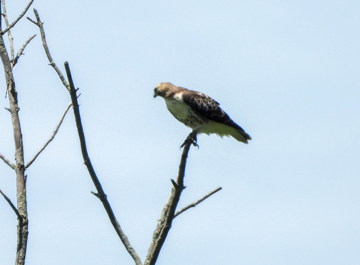 Red-tailed Hawk - ML621116524