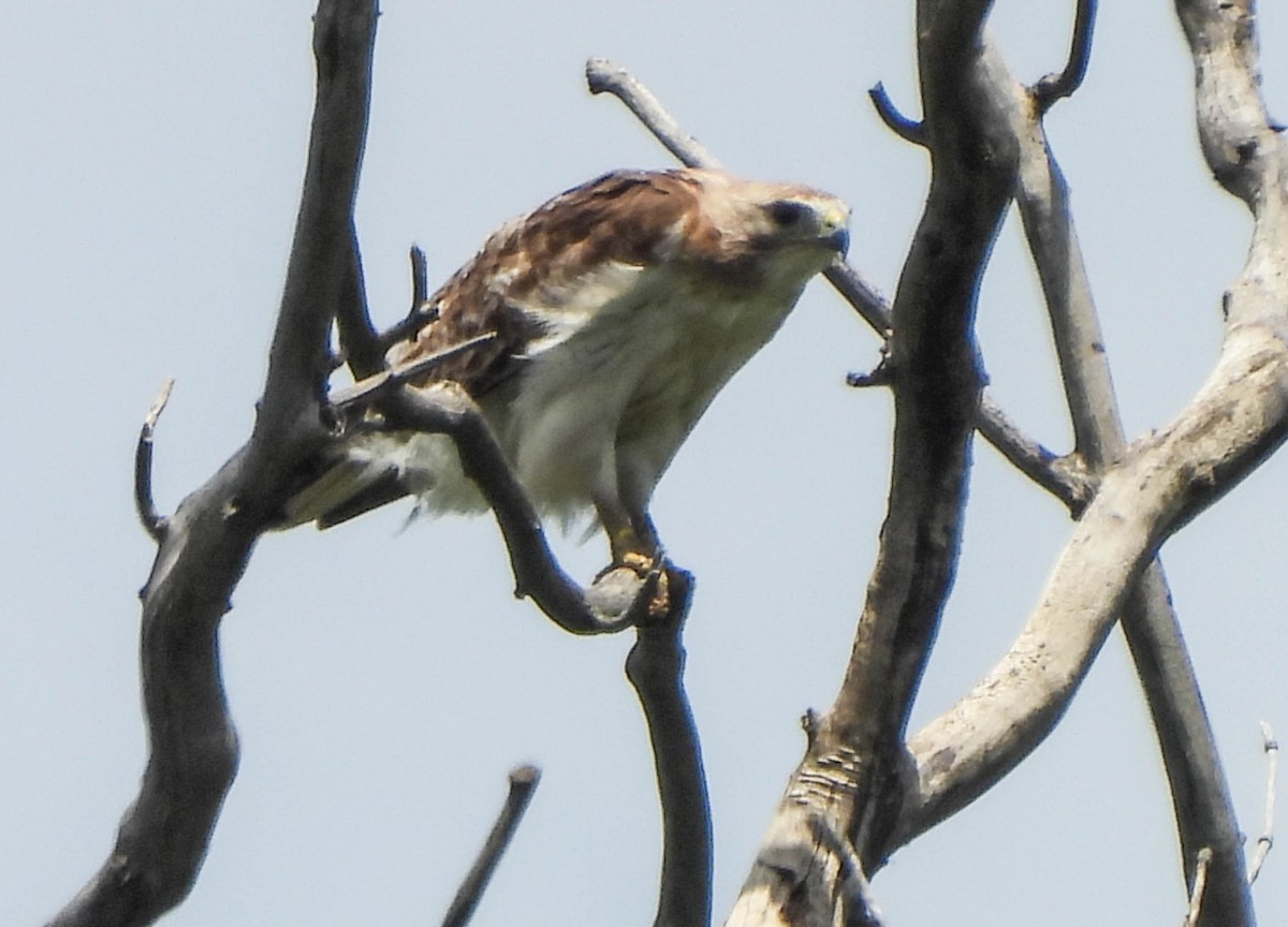 Red-tailed Hawk - ML621116532
