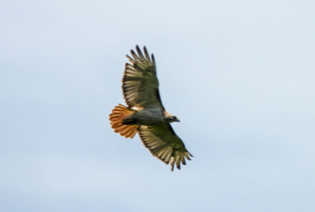 Red-tailed Hawk - ML621116536