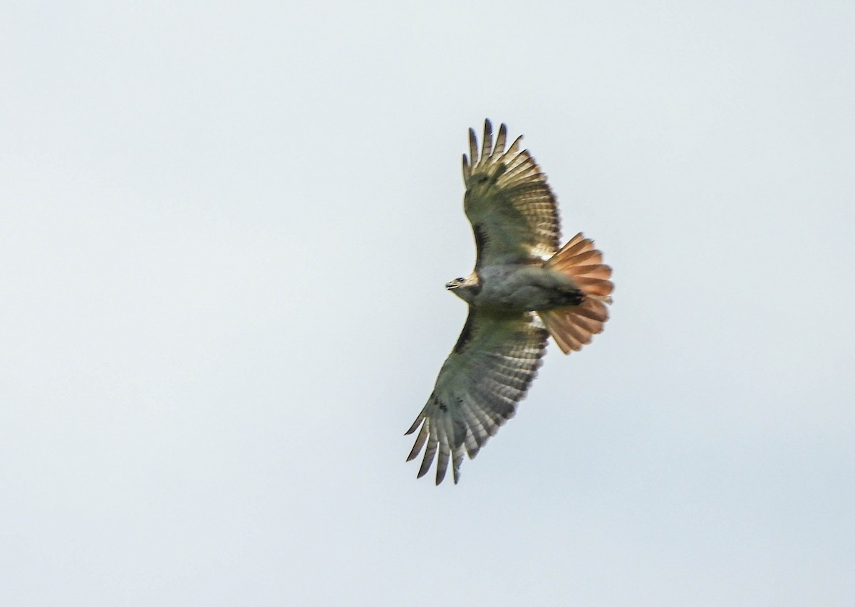 Red-tailed Hawk - ML621116538