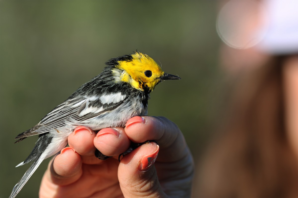 Hermit Warbler - ML621116544