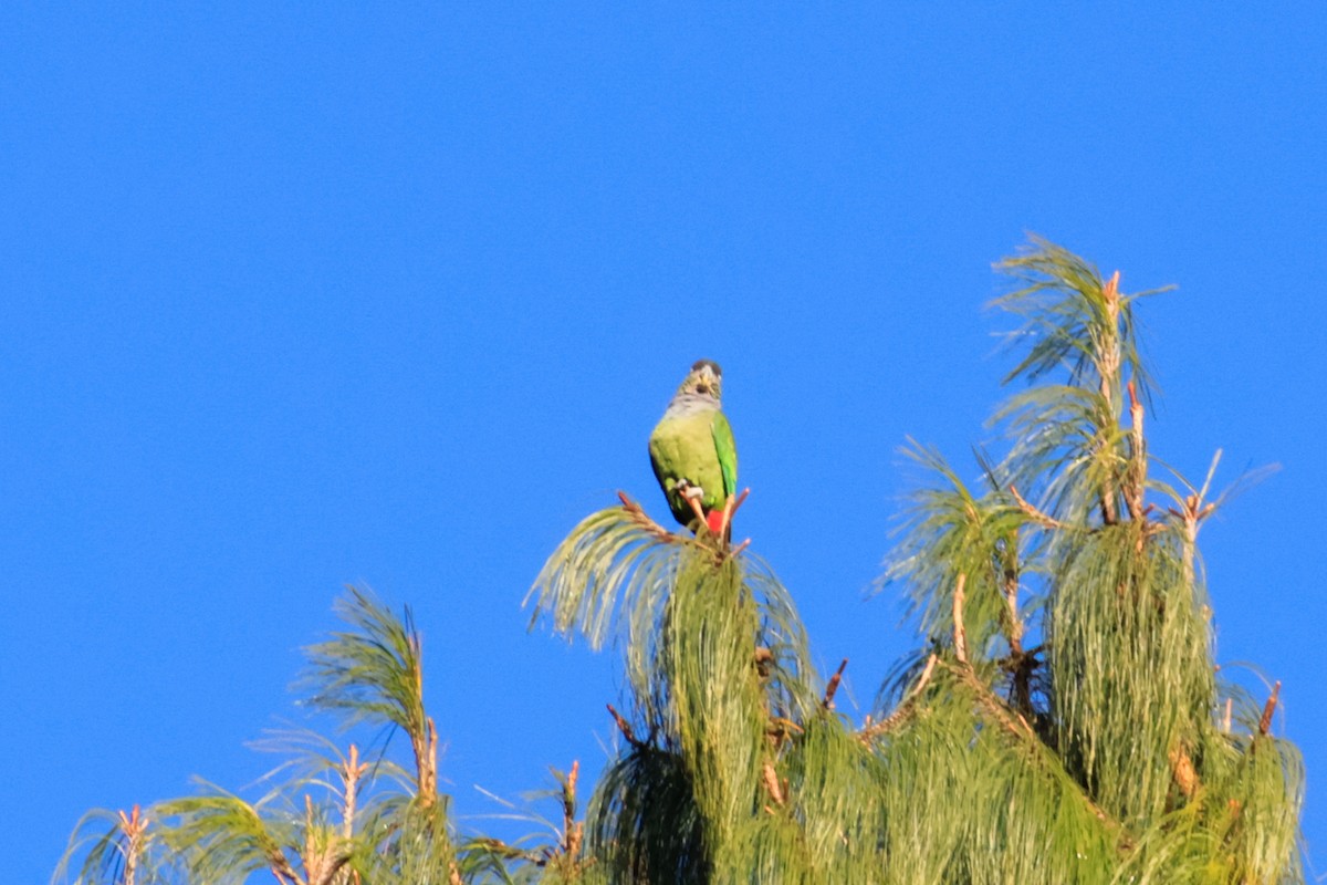 Scaly-headed Parrot - ML621116546