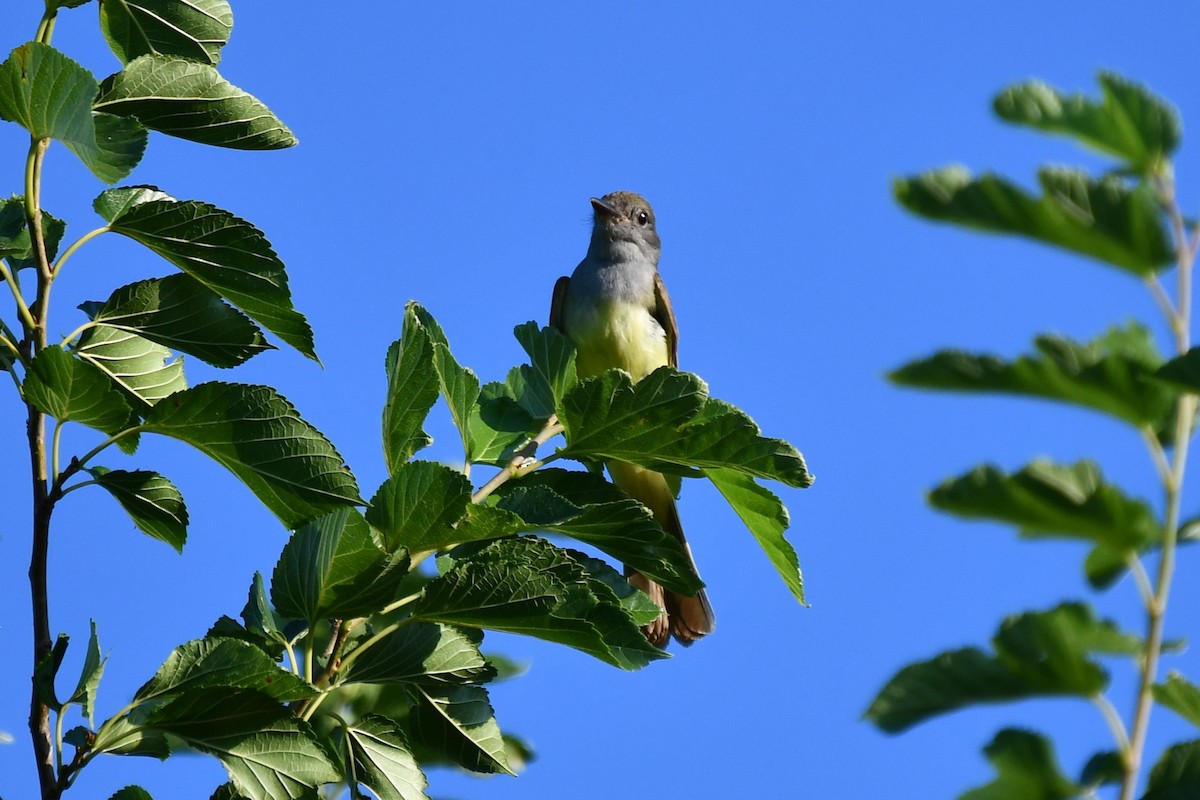 Great Crested Flycatcher - ML621116548