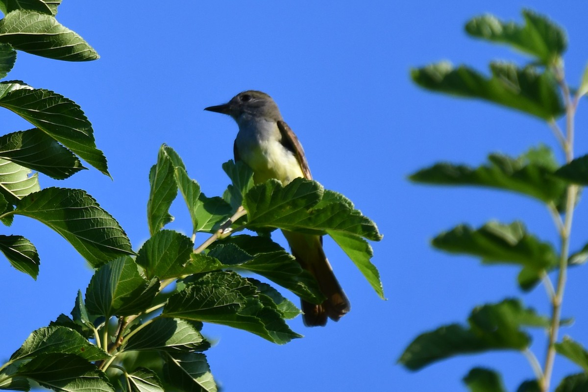 Great Crested Flycatcher - ML621116549