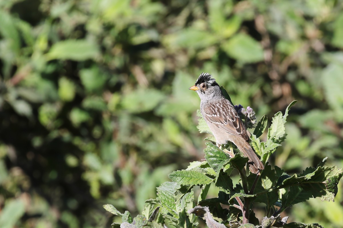 White-crowned Sparrow - ML621116561