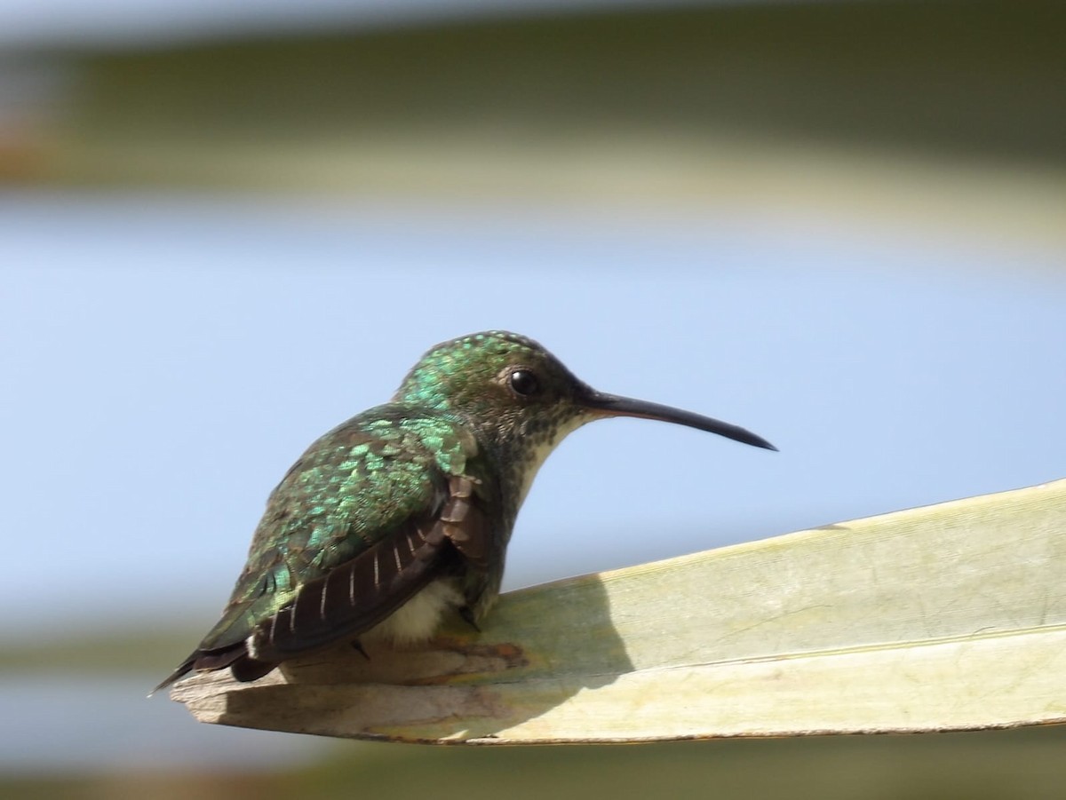 ub. kolibri (Trochilidae sp.) - ML621116653